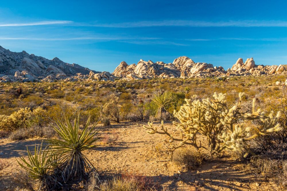 Désert des Mojaves dans le Nevada, États-Unis
