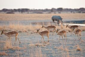 Désert du Kalahari, Botswana