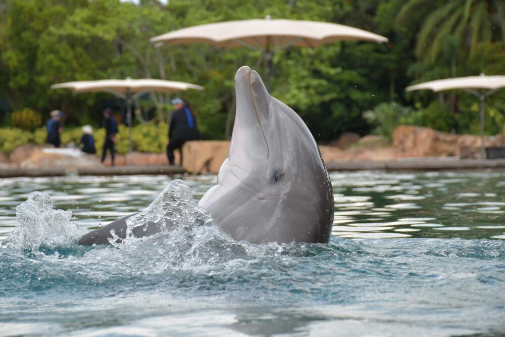 Discovery Cove, Orlando