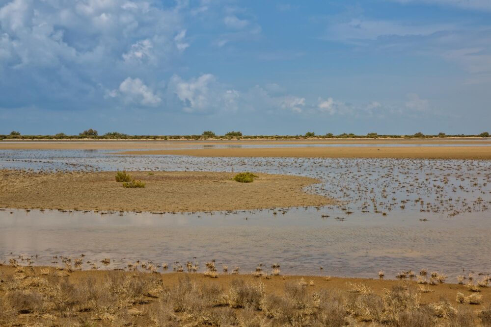 Étang du Fangassier en Camargue