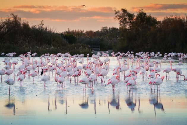 Visiter la Camargue : 10 incontournables à faire et voir