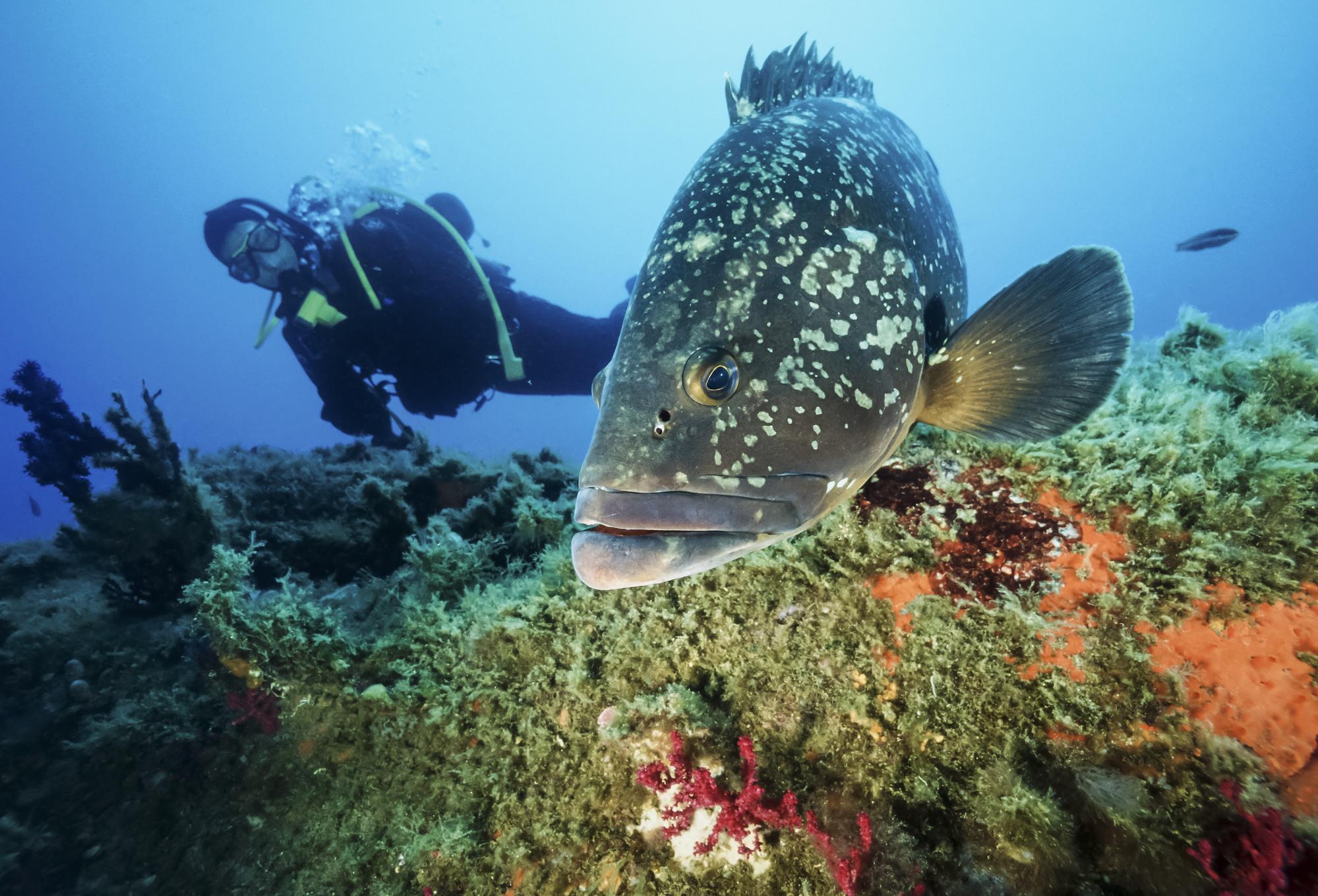 Fonds marins en Corse-du-Sud