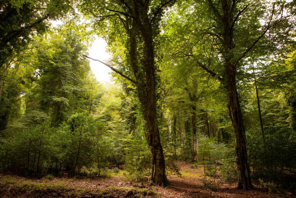 Foresta Umbra