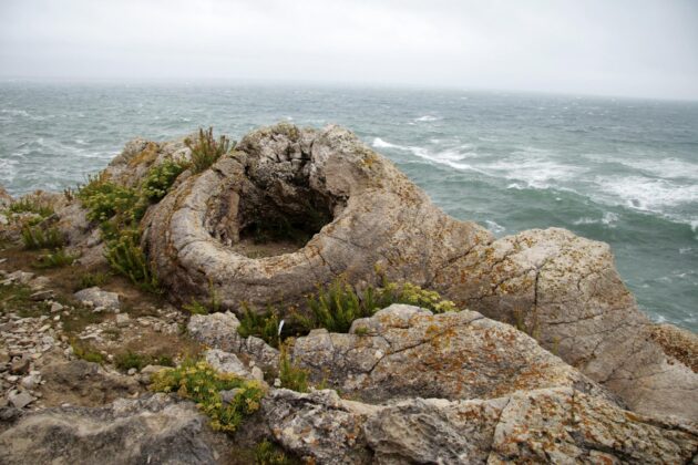Fossil Forest, Dorset, Angleterre