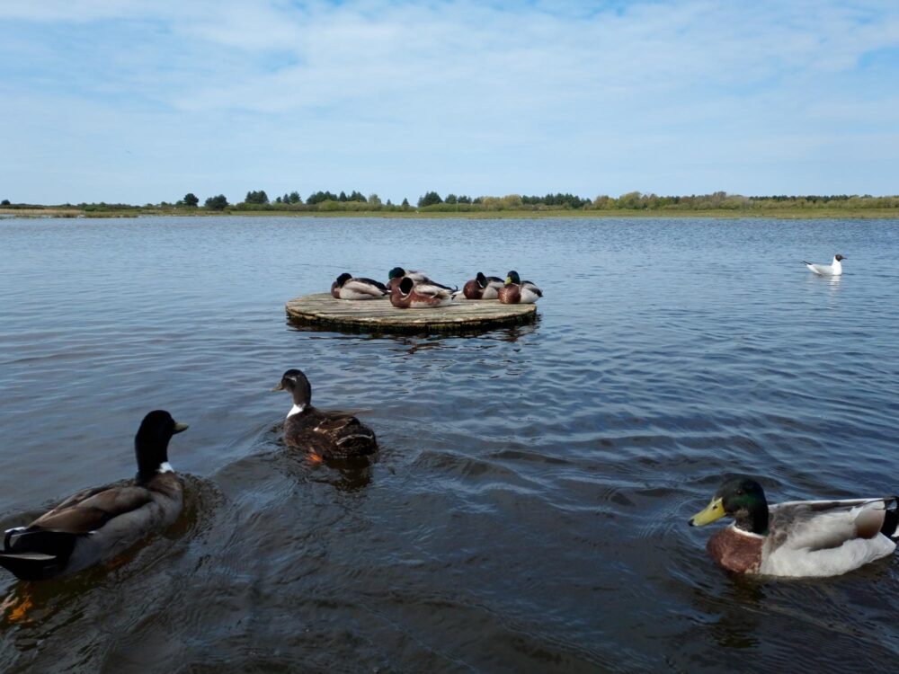 La Bassée, Baie de Somme