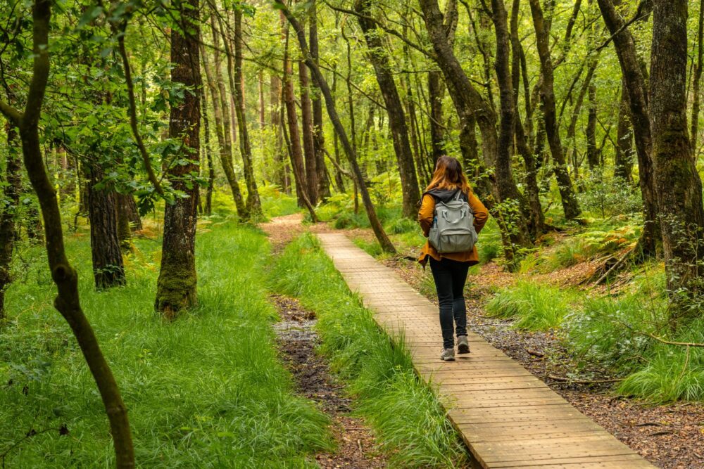 La forêt de Brocéliande