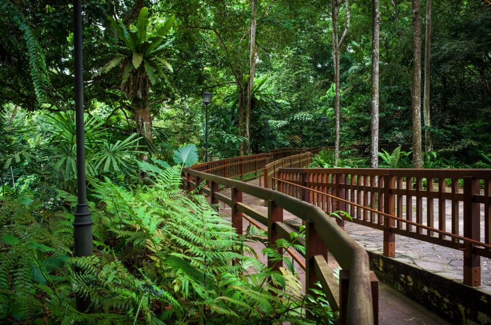 La réserve naturelle de Bukit Timah, Singapour