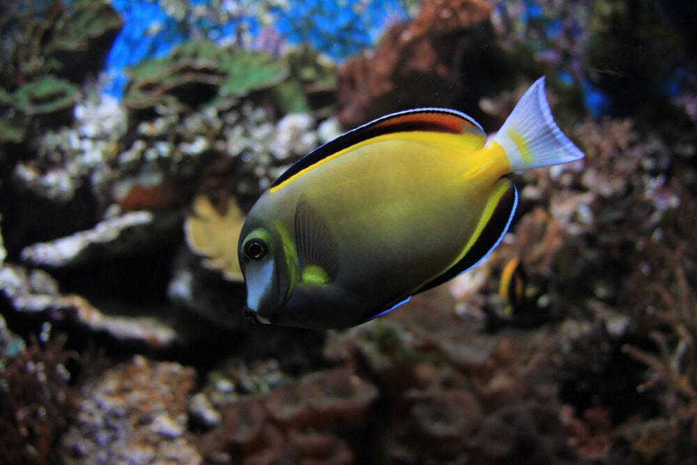 L'aquarium de Bergen