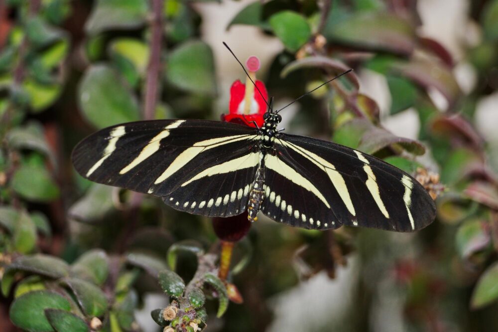 Le Jardin des Papillons
