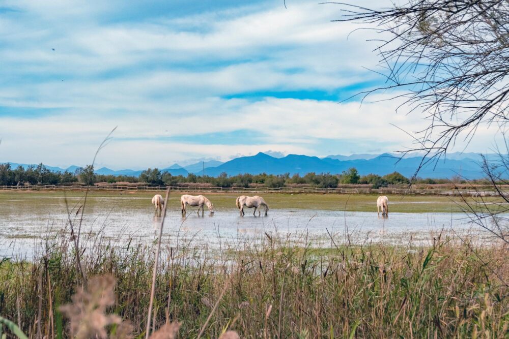 Le Parc Naturel des Aiguamolls d’Empordà