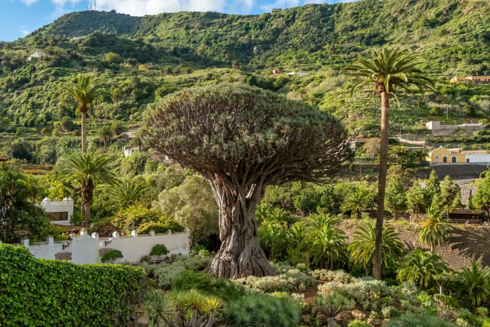 Le Parc du Drago Milenario, Tenerife