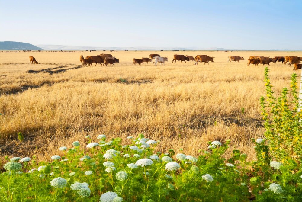 Le Parc national d’Ichkeul, Tunisie