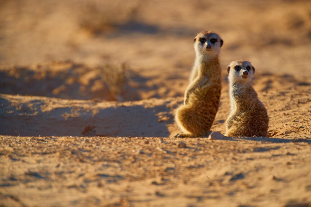 Le désert du Kalahari, Bostwana