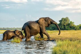 Le parc national de Chobe, Bostwana