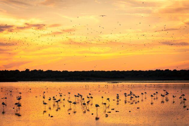 Le parc naturel de Doñana, Andalousie, Espagne