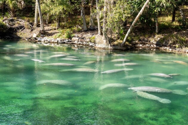 Les nombreux lamantins à Blue Spring State Park près d'Orlando
