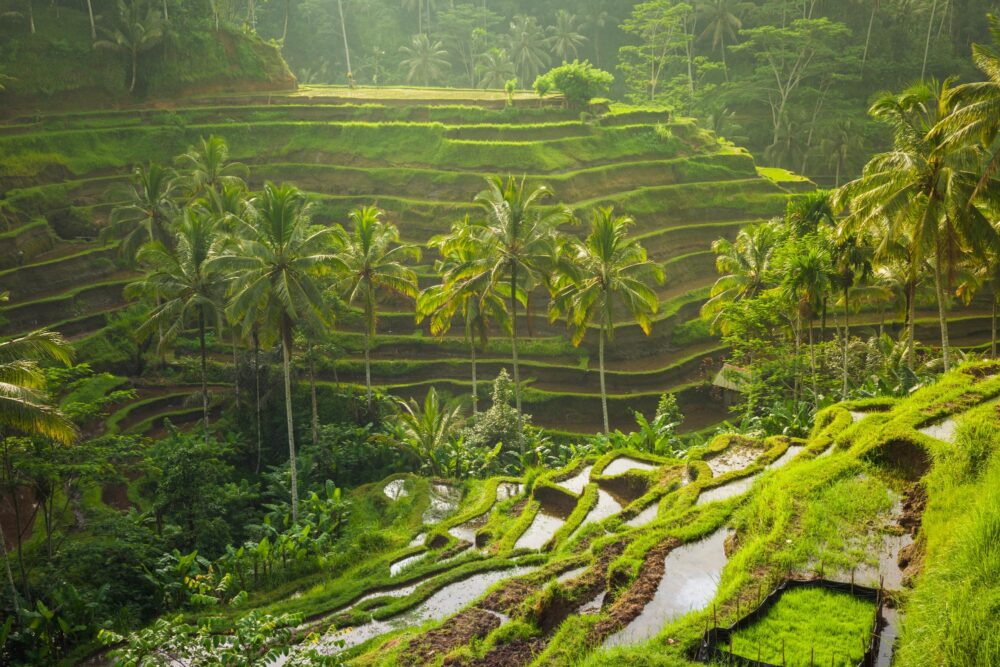 Les rizières en terrasses à Bali, Indonésie