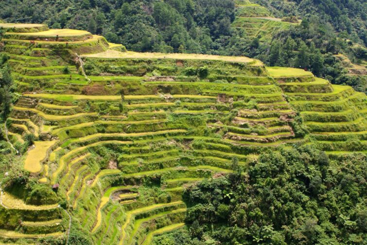 Les rizières en terrasses de Banaue, Philippines