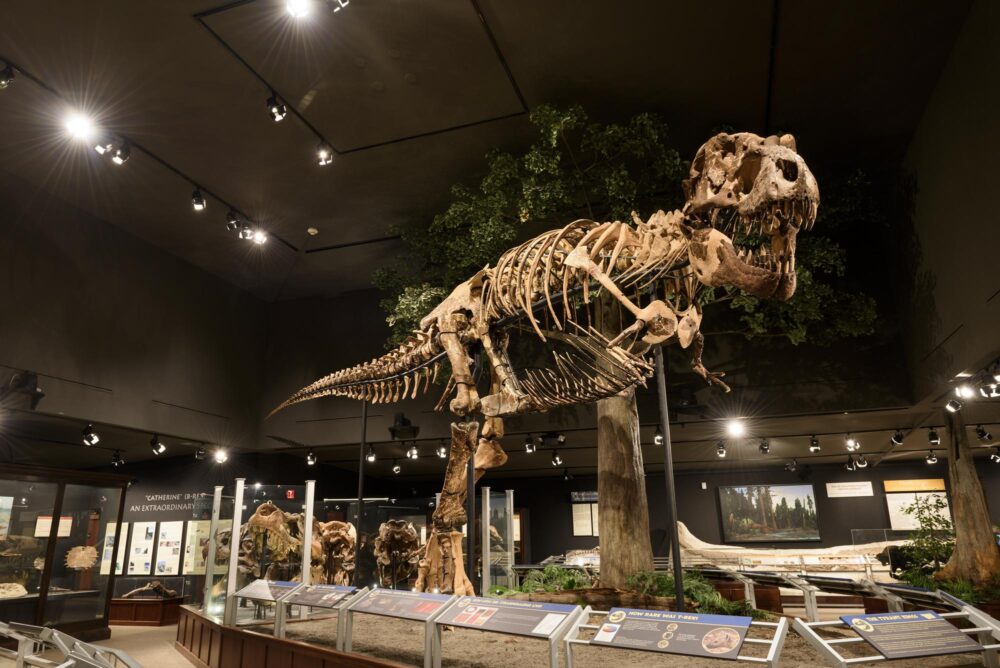 Les squelettes de Dinosaures du Orlando Science Center