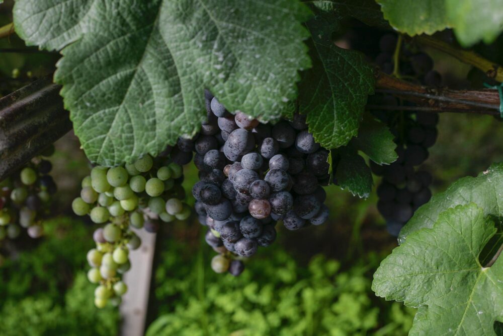 Les vignobles à El Sauzal, Tenerife