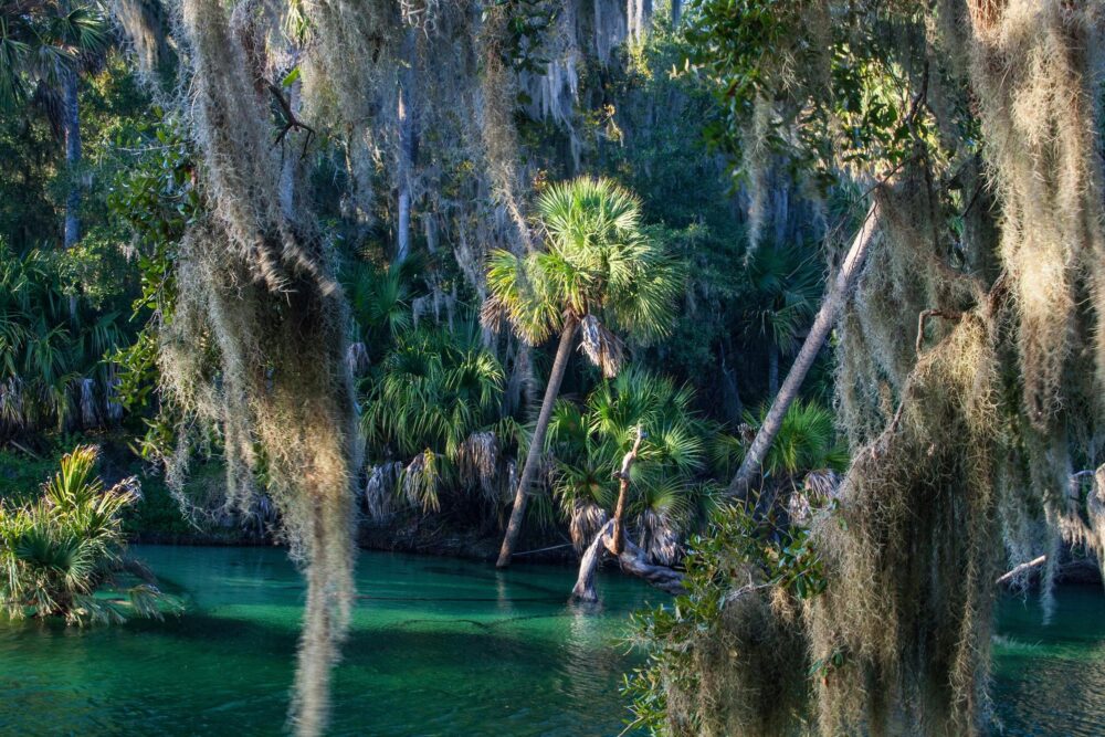 L'incroyable végétation et l'eau transparente du Blue Spring State Park près d'Orlando