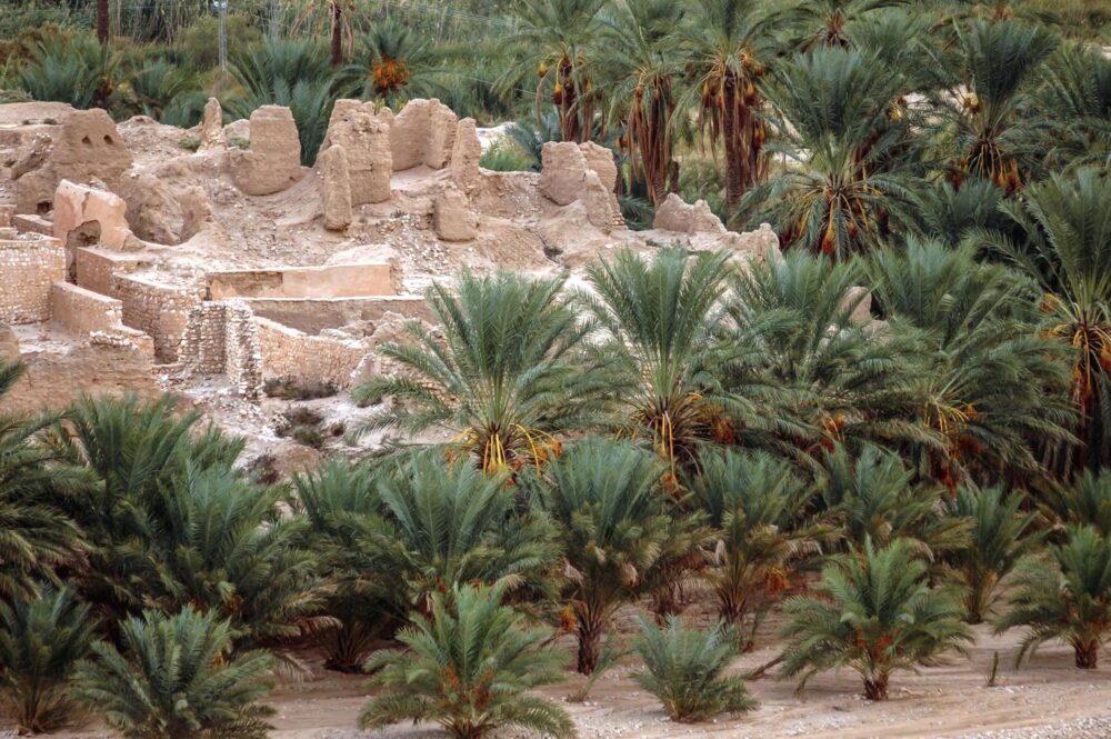 L'oasis de Tamerza, Tunisie