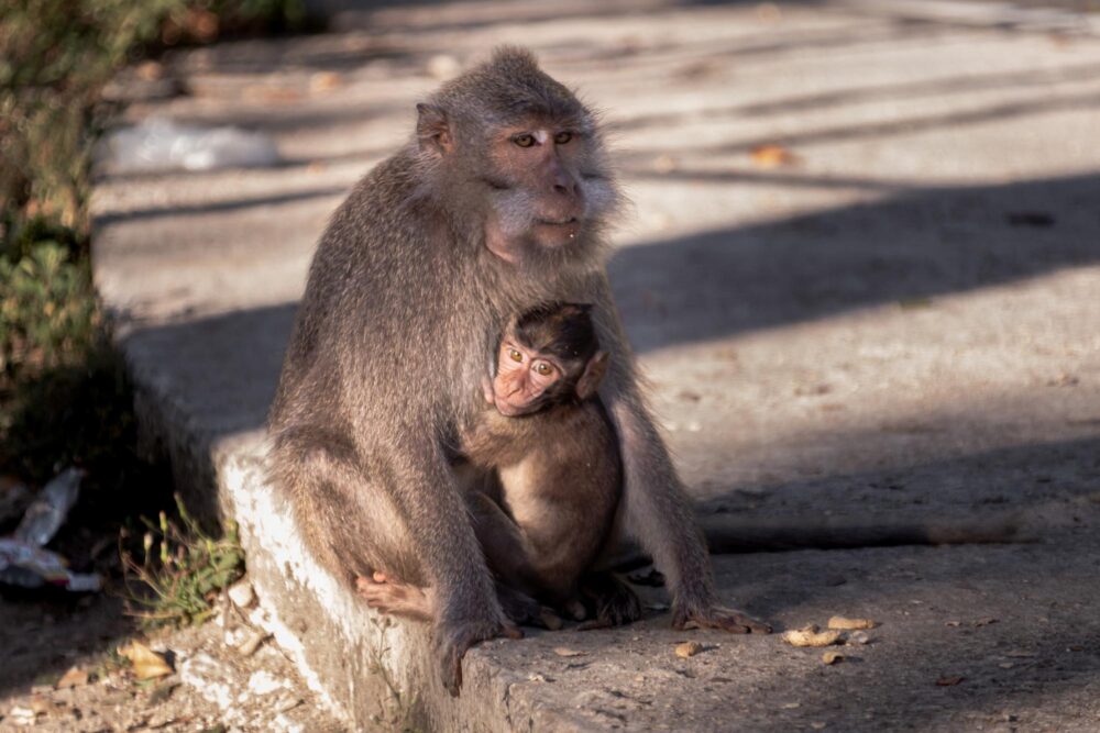 Mère singe avec son bébé dans le parc de Pusuk à Lombok, Indonésie
