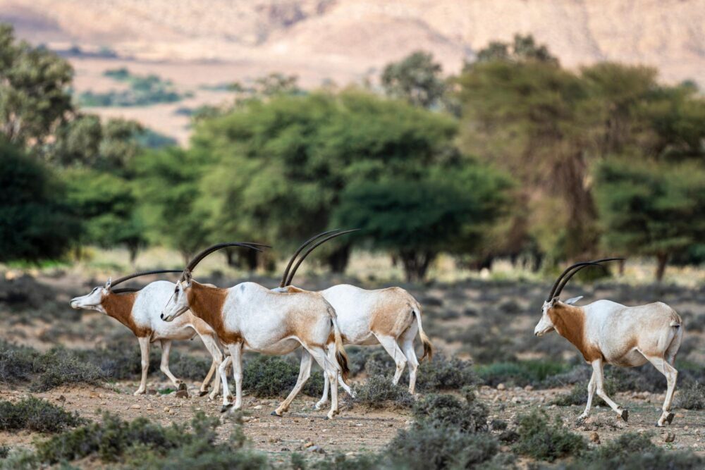 Observation de la faune et de la flore sahariennes, Tunisie