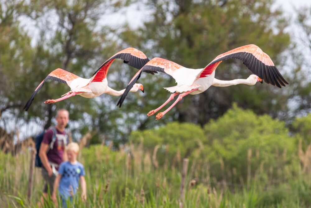 Observation des flamants roses dans le parc ornithologique du Pont de Gau