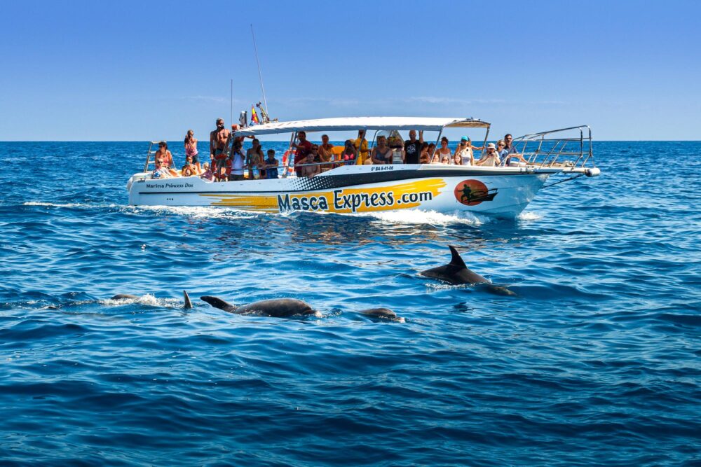 Observer les baleines et les dauphins, Tenerife