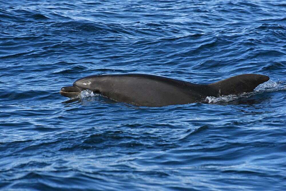 Observer les baleines et les dauphins à Tarifa