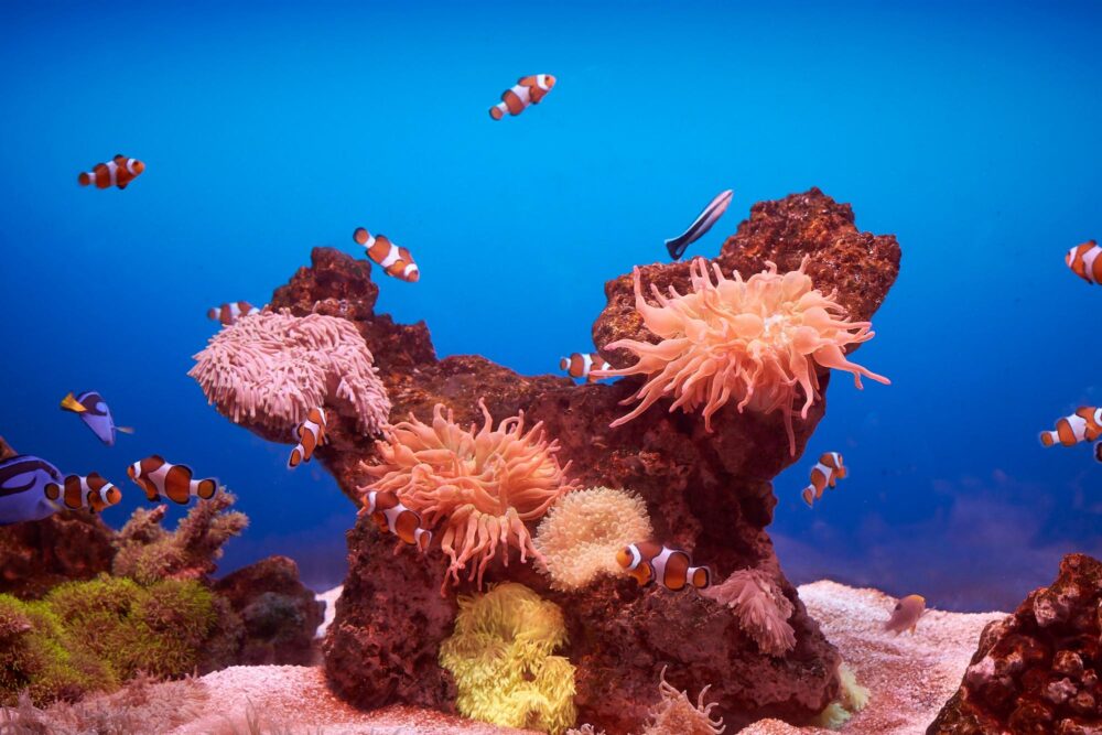 Palma aquarium, Palma de Majorque
