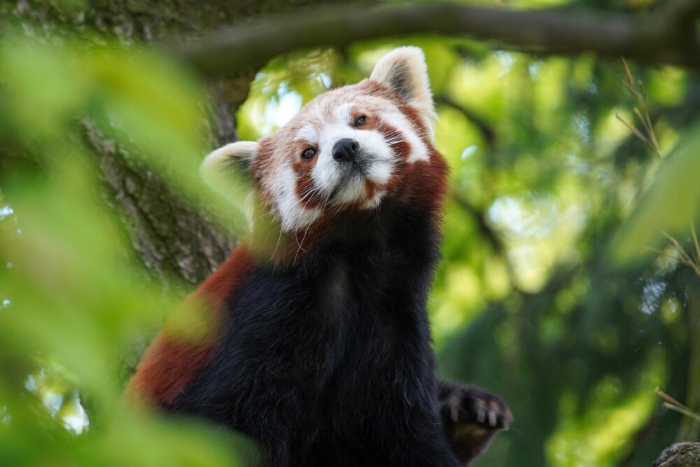 Panda roux, zoo de Chester
