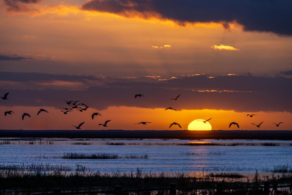 Parc National de Doñana