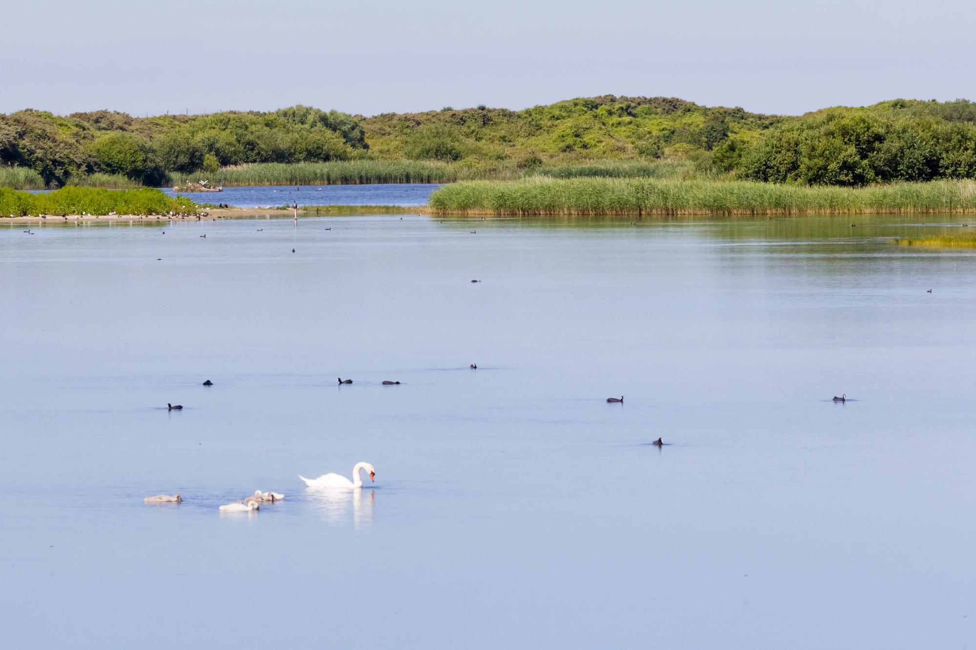 Parc du Marquenterre, Baie de Somme
