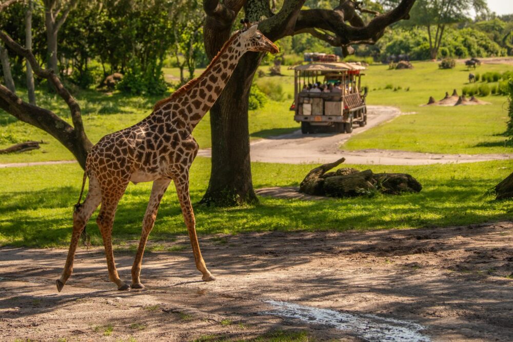 Partez en safari à Disney Animal Kingdom, Orlando