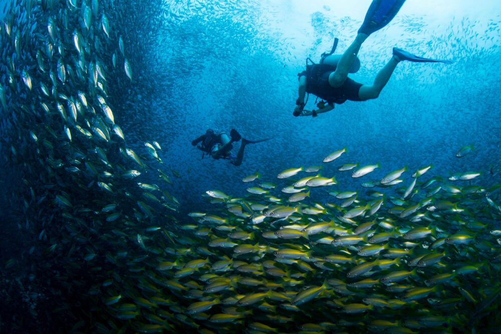 Plongée sous-marine Koh tao