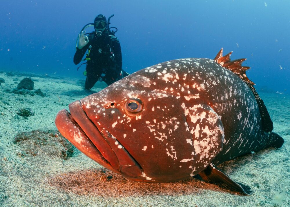 Plongée sous-marine à Madère