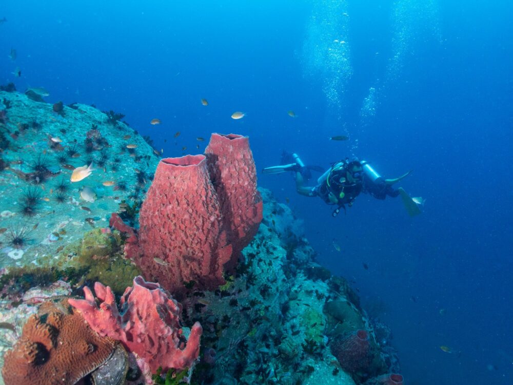 Plongeur sous-marin à Chumphon Pinnacle