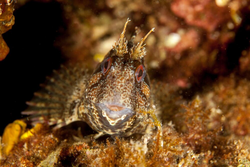 Poisson lors d'une plongée en Algarve
