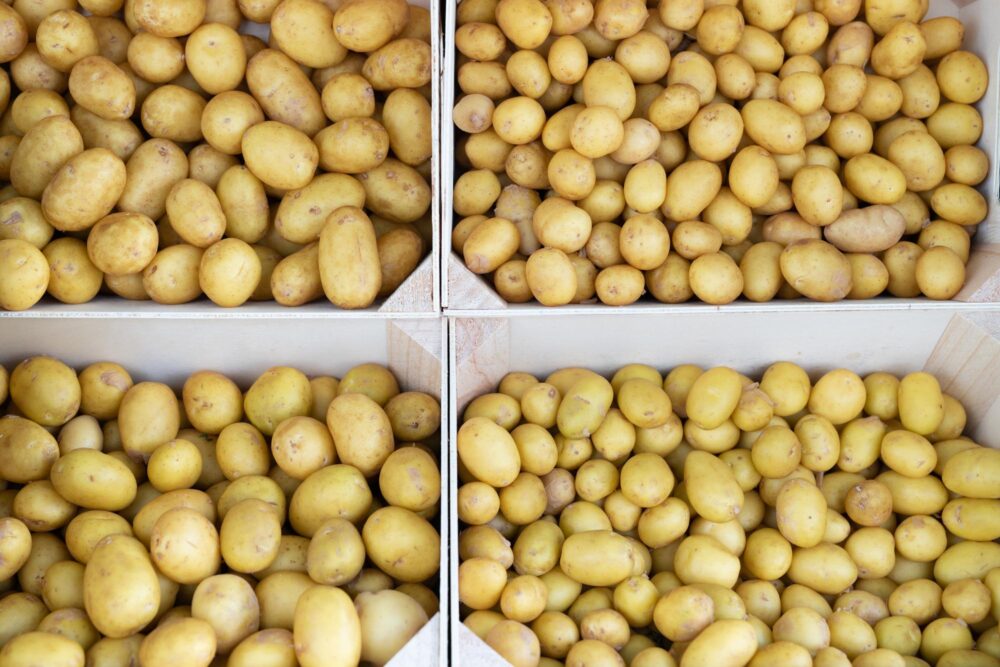 Pommes de terre primeur AOP Île de Ré