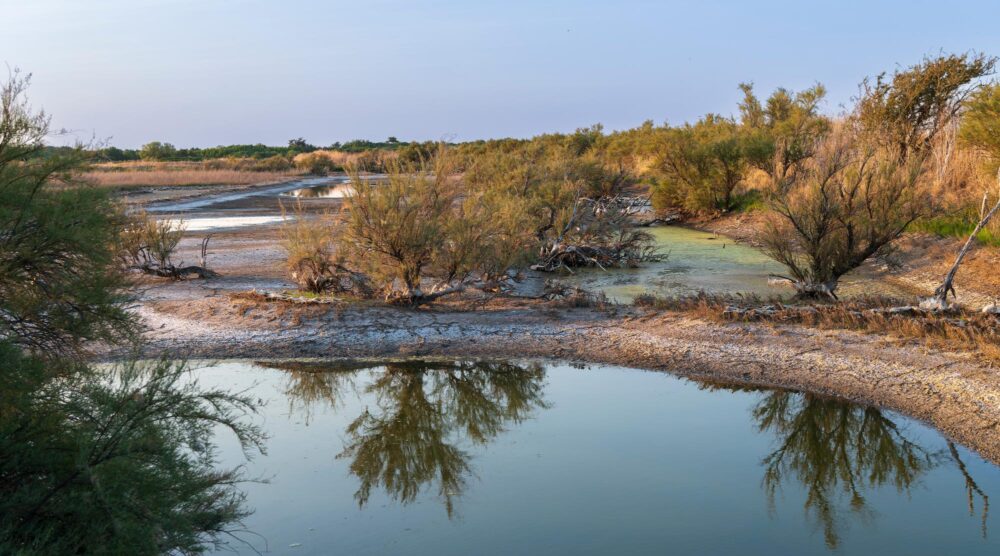 Randonnée Lilleau des Niges Île de Ré