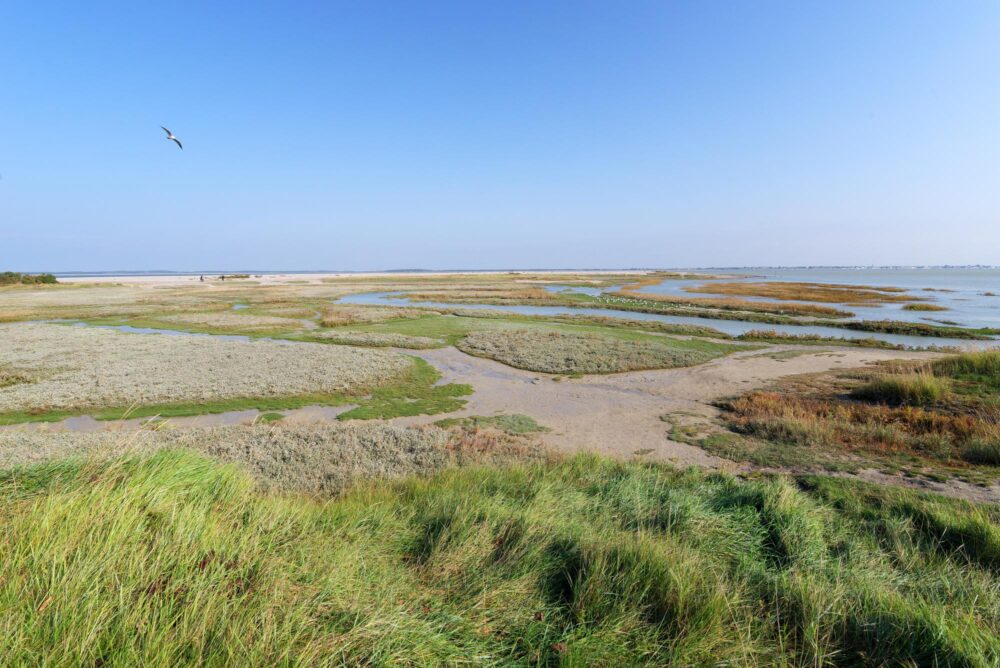 Réserve Naturelle Nationale de la baie de Somme