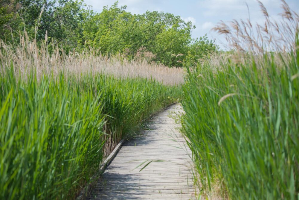 Réserve naturelle des Marais du Vigueirat en Camargue