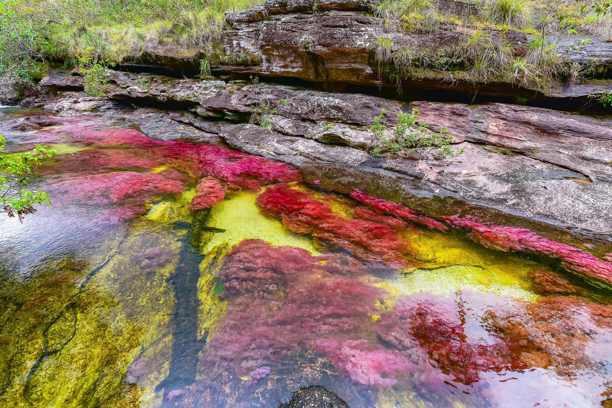 Rivière colorée Caño Cristales au parc Serranía de La Macarena