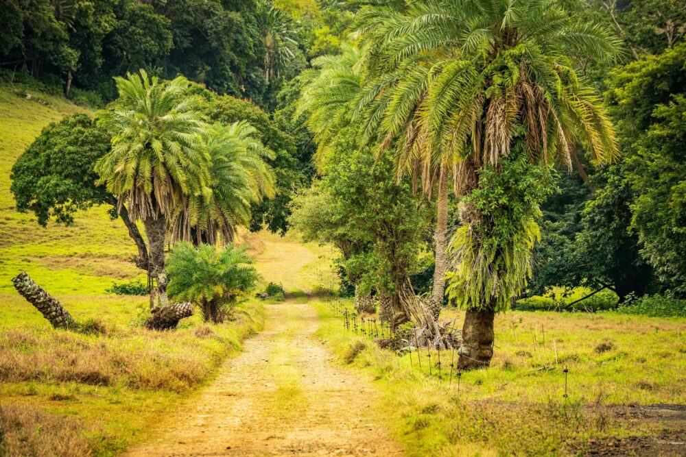 Sentier dans la Vallée de Ferney à l'Île Maurice