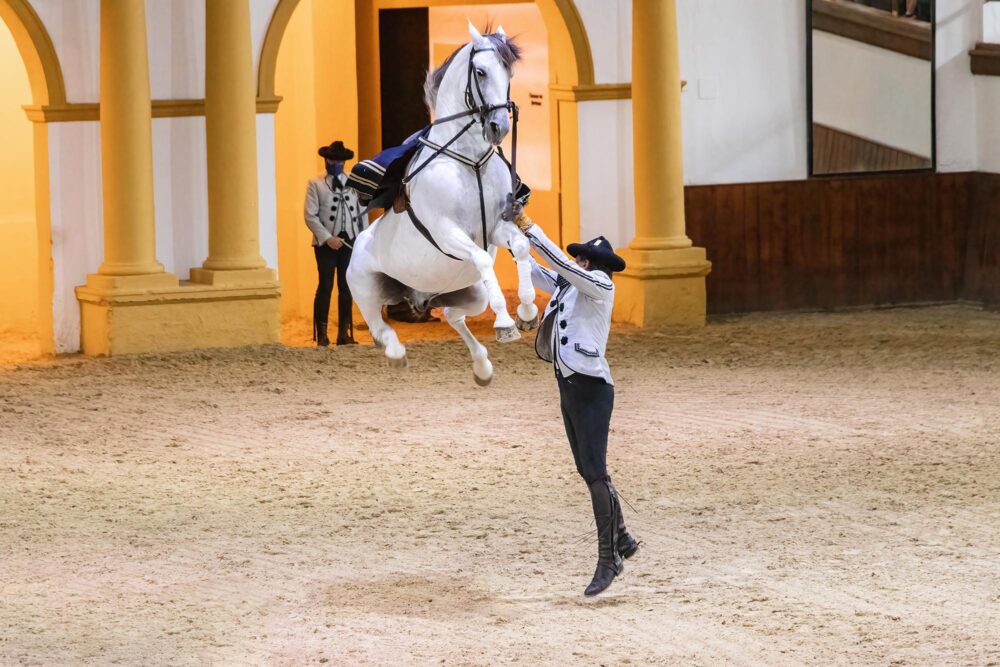 Spectacle de chevaux à Jerez de la Frontera