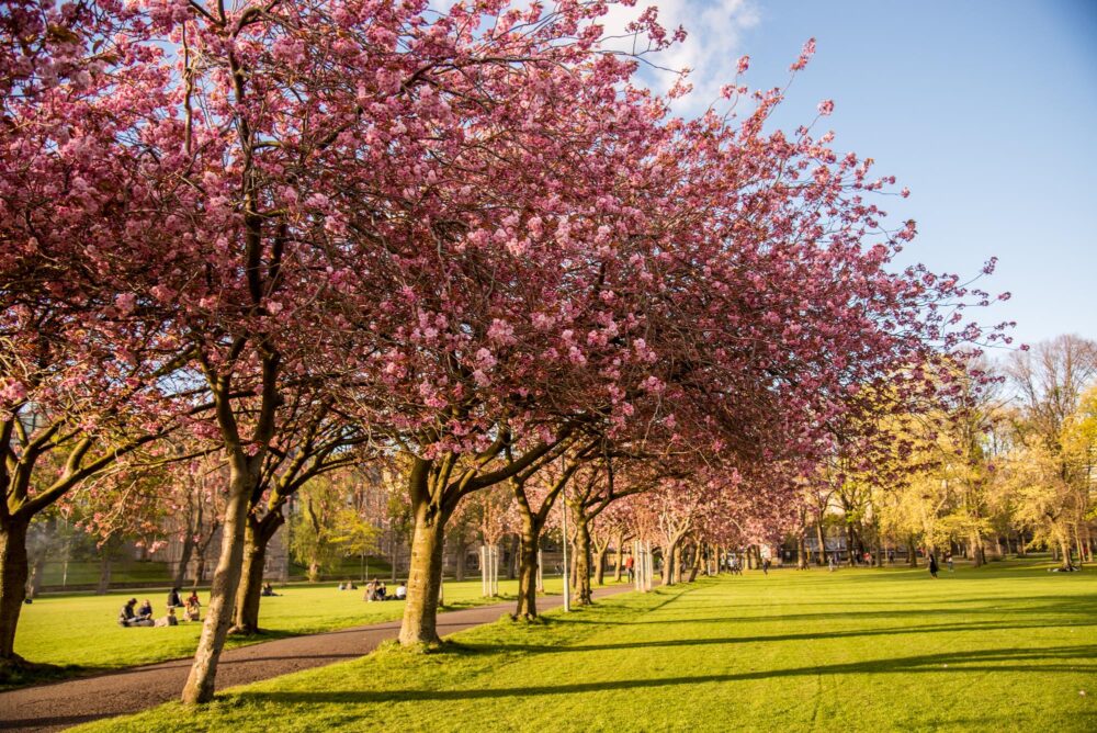 The Meadows