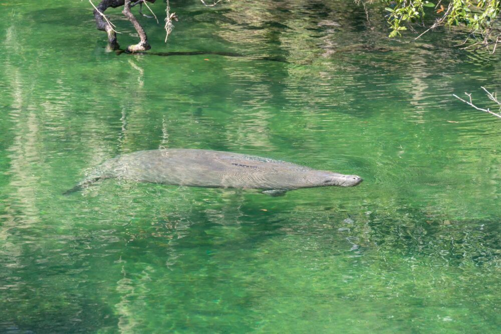Un lamantin dans les eaux de Blue Spring State Park