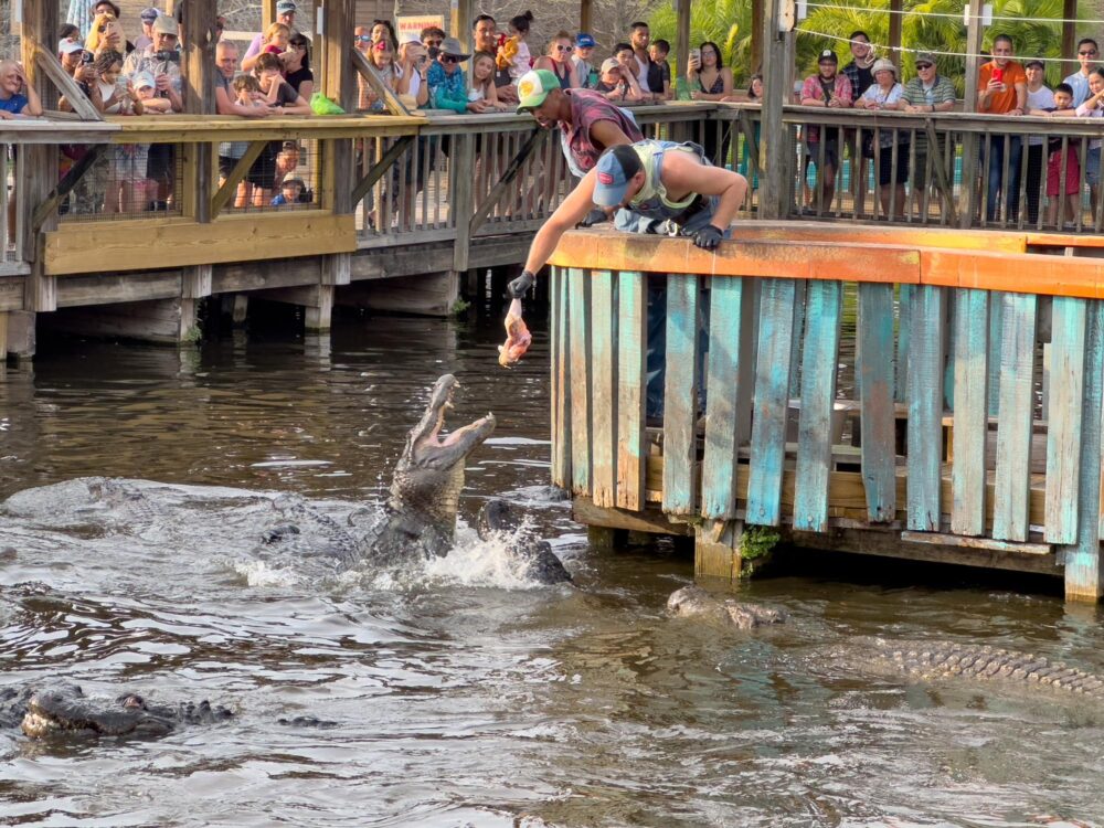 Venez admirer les alligators au parc Gatorland à Orlando
